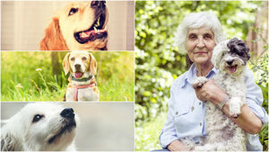 Las terapias con perros suponen un buen ejercicio de relajación para personas con Alzheimer.